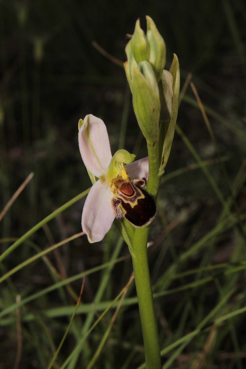 Orchidee Basso PiemonteEntroterra Liguria